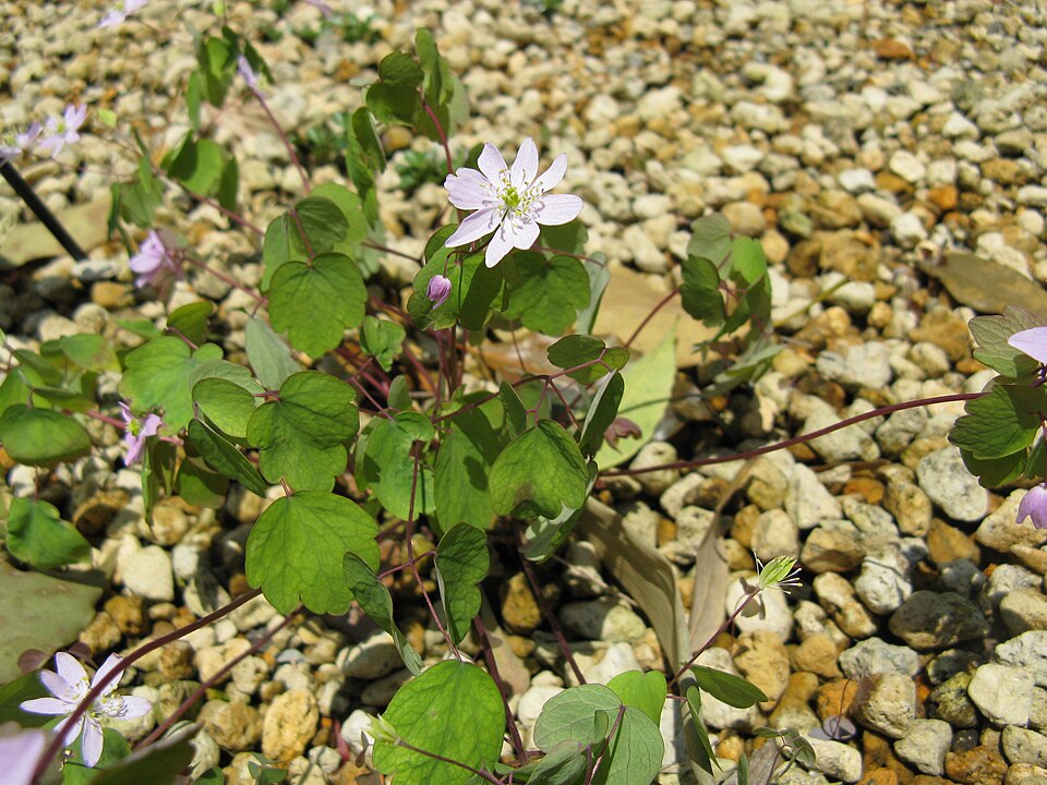 Thalictrum thalictroides (rue anemone)