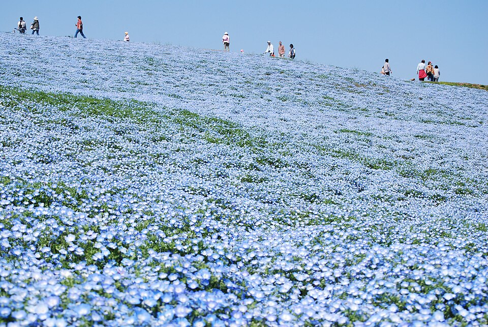 Nemophila menziesii (Menzies' baby blue eyes) (alternate view 9)