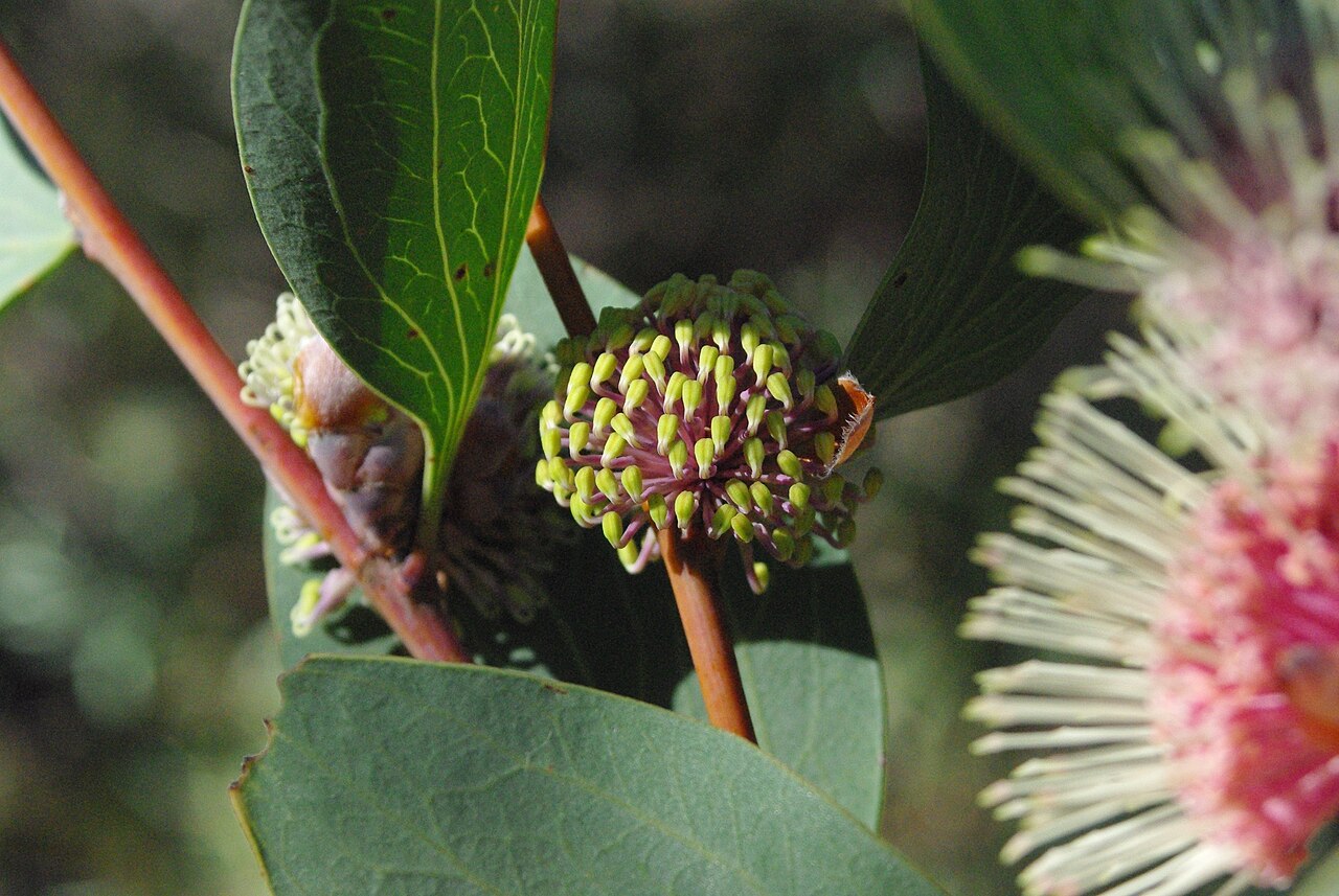 Hakea petiolaris, Sea urchin hakea — upright evergreen (Proteaceae) (image 10 of 10)