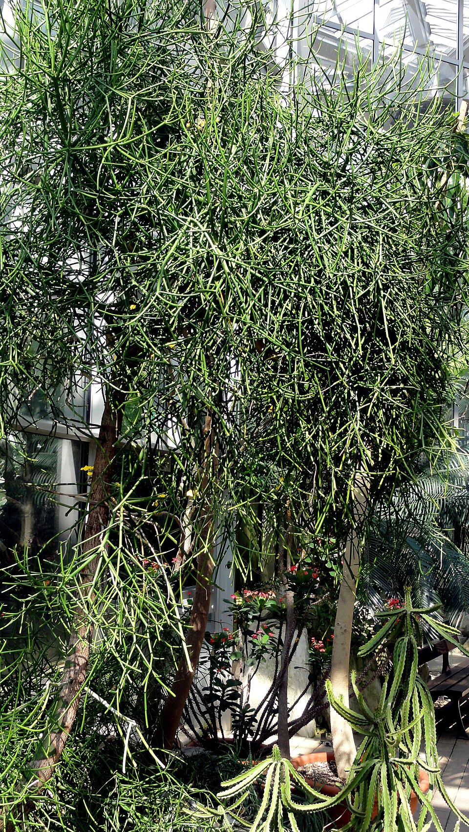 Euphorbia tirucalli (Fire Stick) (alternate view 9)