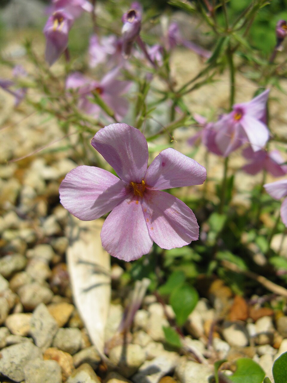 Phlox pilosa (prairie phlox) (alternate view 8)