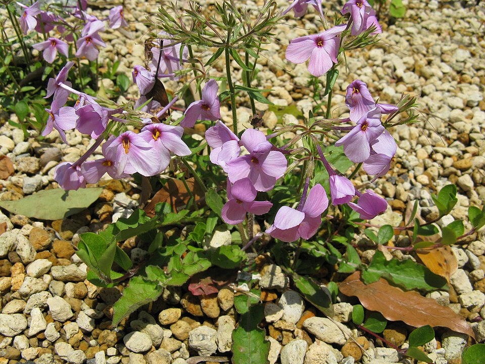 Phlox pilosa (prairie phlox) (alternate view 9)