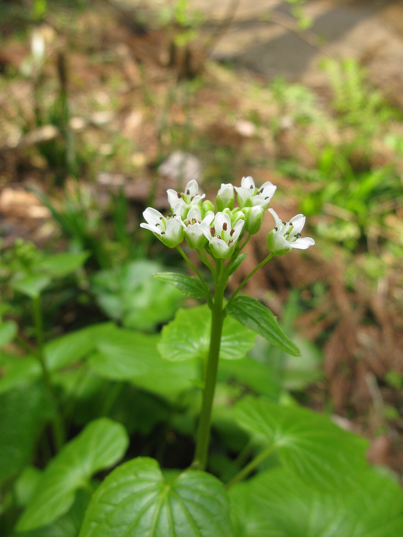 Eutrema japonicum, Wasabi — clumping semi-evergreen (Brassicaceae) (image 8 of 10)