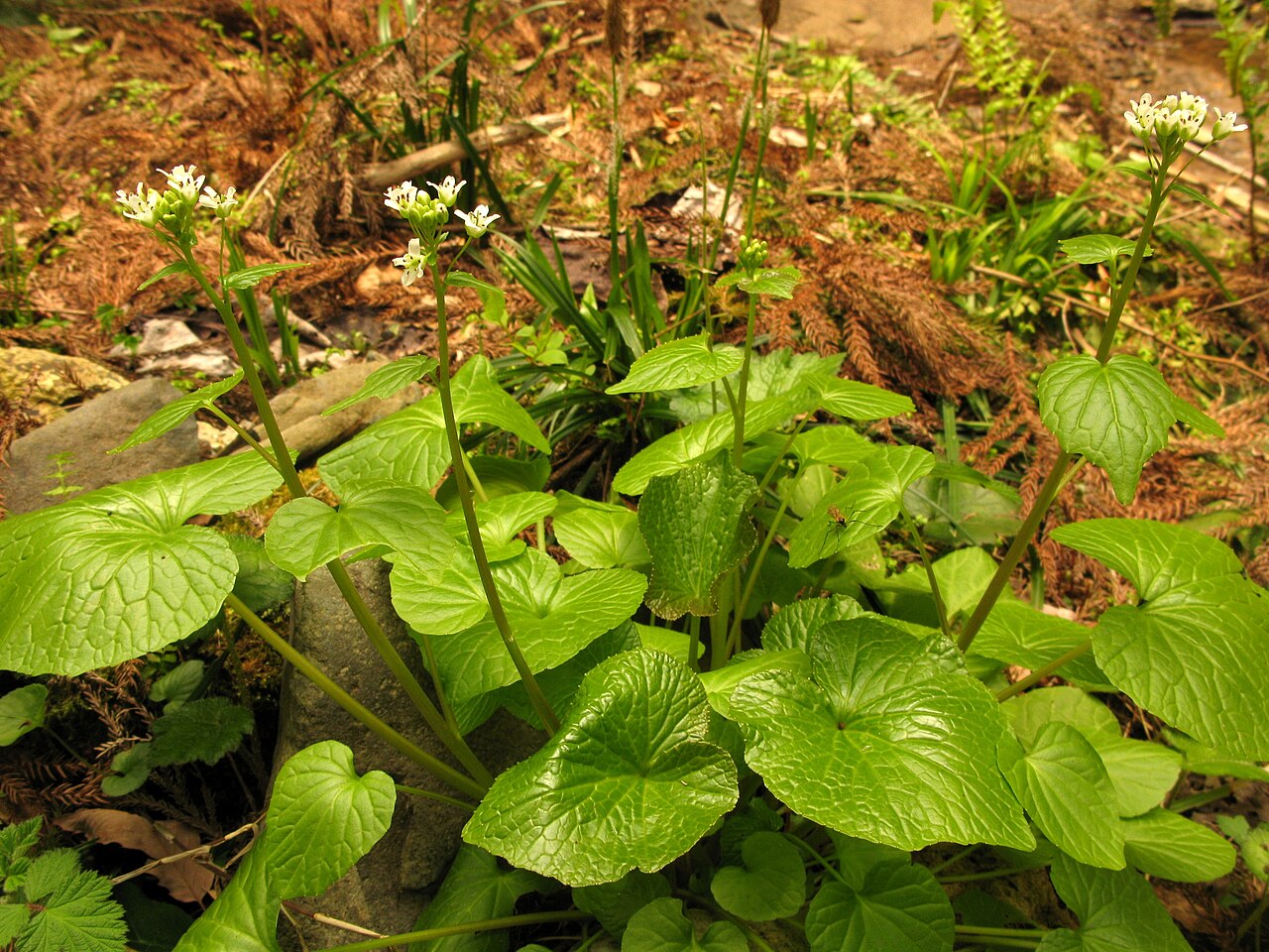Eutrema japonicum, Wasabi — clumping semi-evergreen (Brassicaceae) (image 9 of 10)