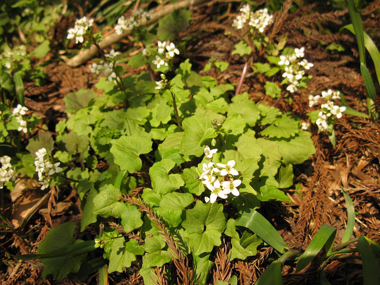 Eutrema japonicum, Wasabi — clumping semi-evergreen (Brassicaceae) (image 10 of 10)