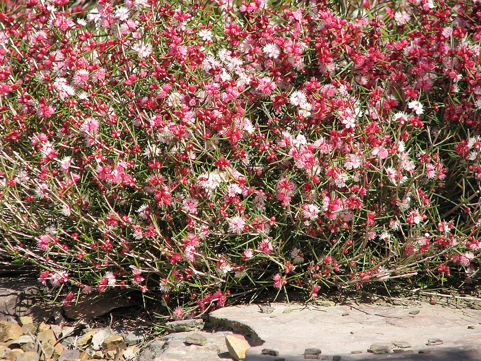 Hypocalymma angustifolium (White Myrtle) (alternate view 5)