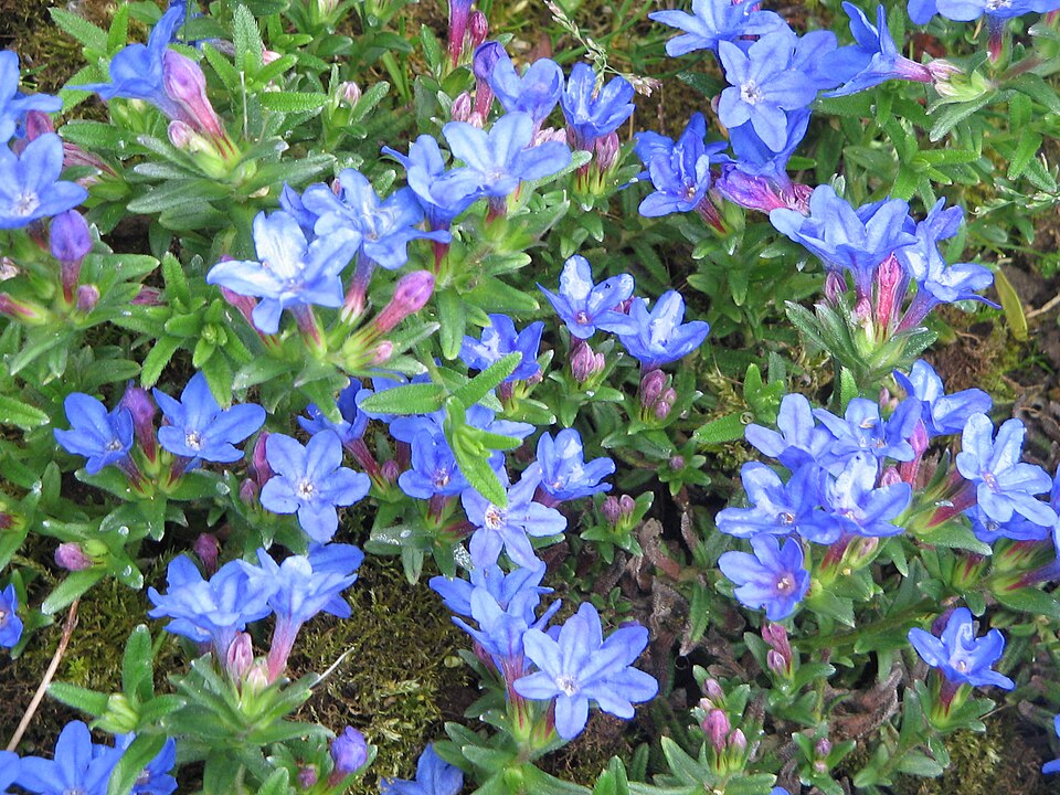 Glandora diffusa (lithodora) (alternate view 13)