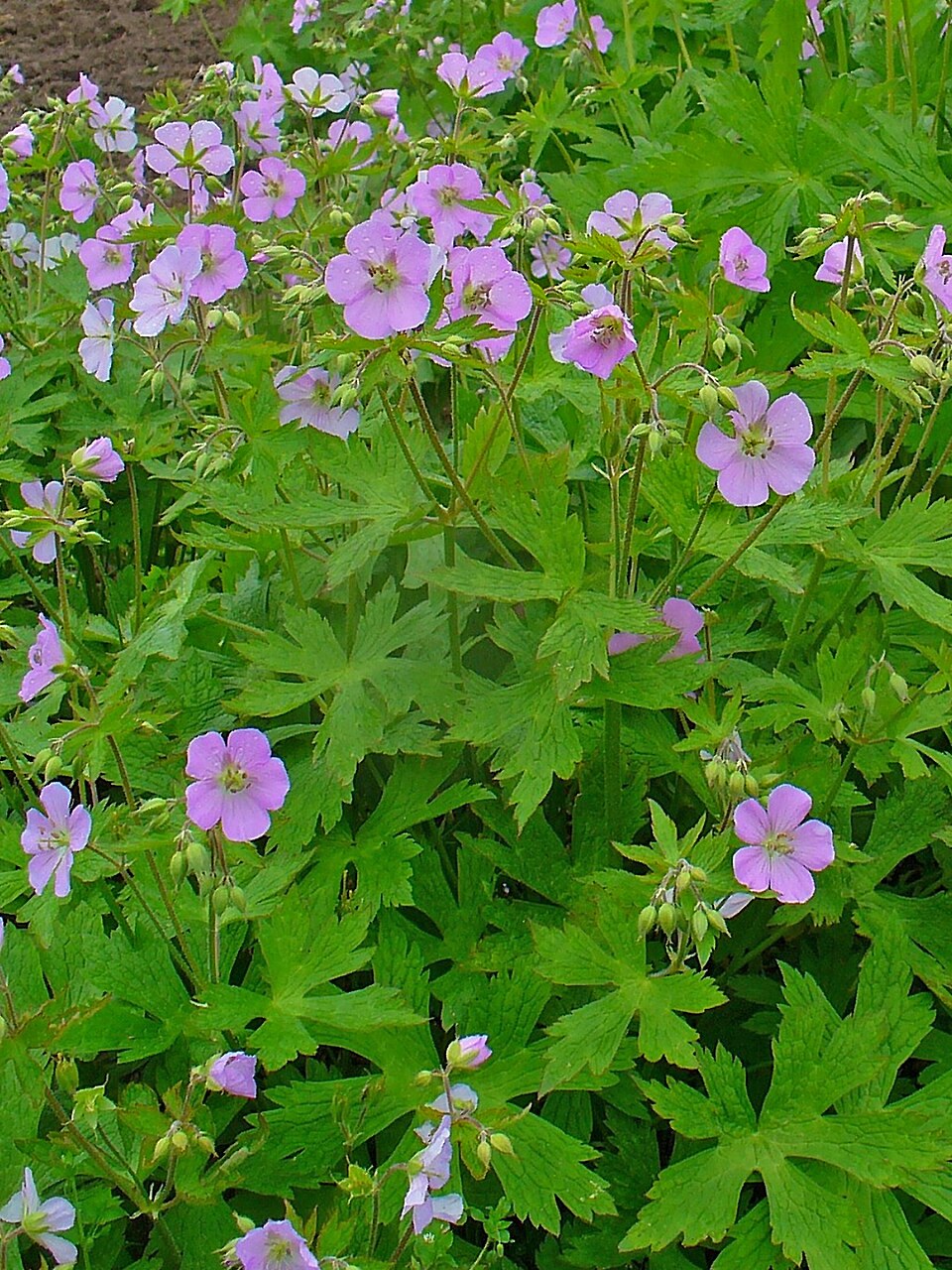 Geranium maculatum (wild geranium)
