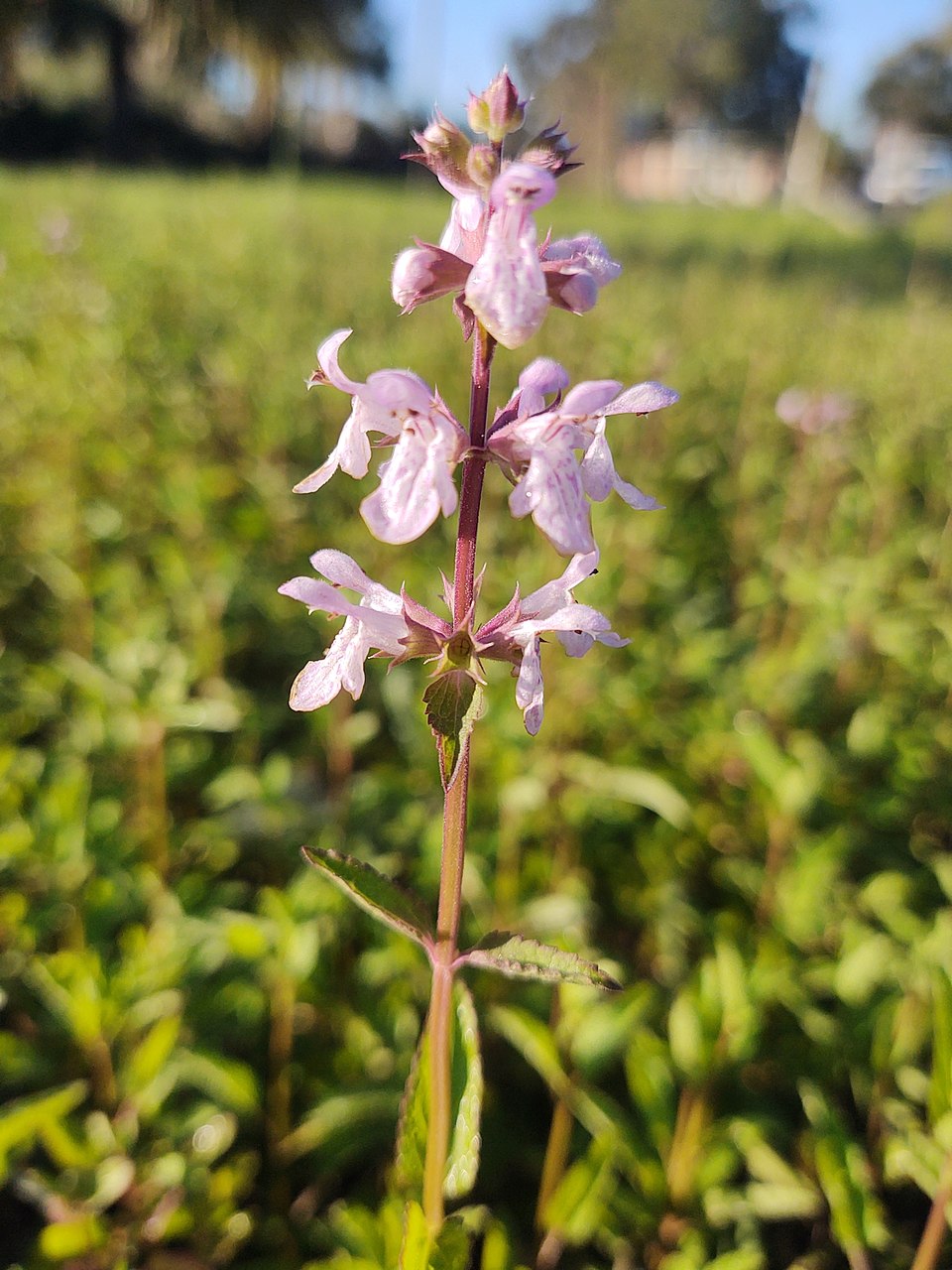 Stachys floridana (Florida Hedgenettle) (alternate view 7)