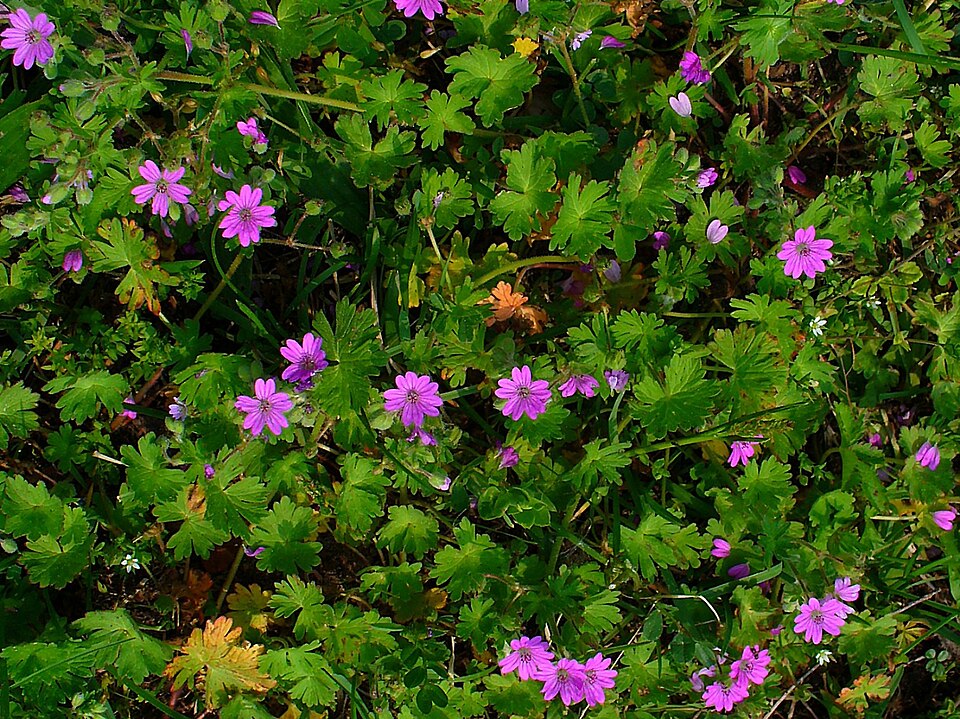 Geranium molle (dovefoot geranium) (alternate view 6)