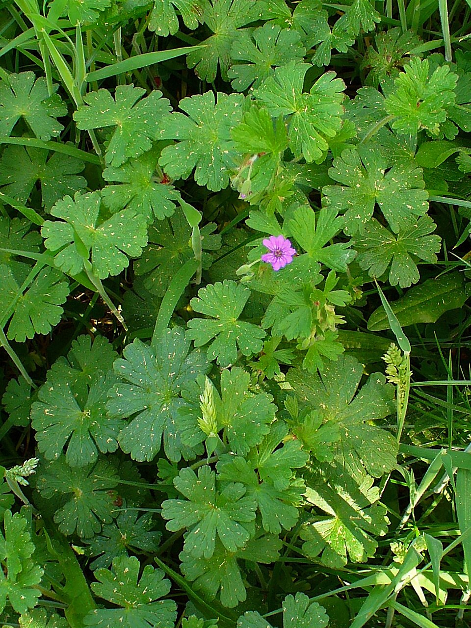 Geranium pyrenaicum (Hedgerow Crane's-bill)