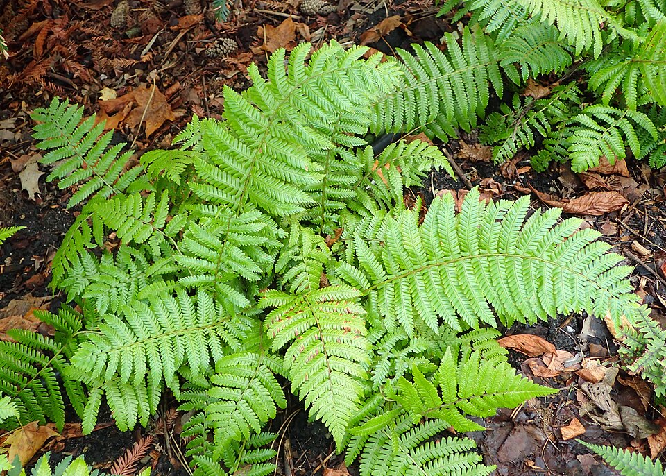 Dryopteris crassirhizoma (Thick-stemmed Wood Fern) (alternate view 9)