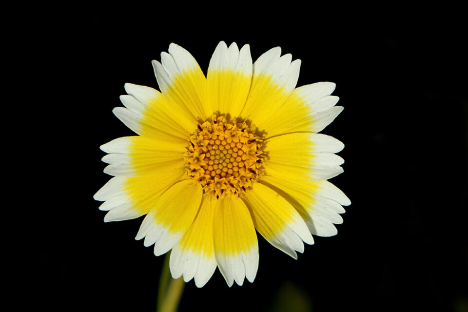 Layia platyglossa (tidy tips) (alternate view 5)
