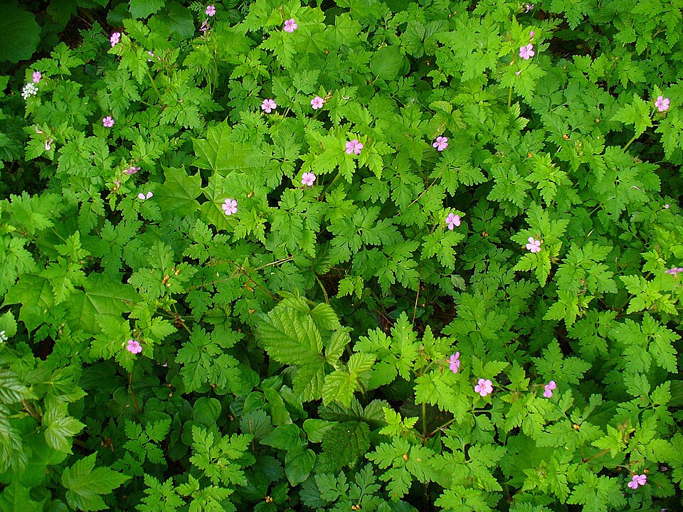 Geranium robertianum (herb-Robert, stinky Bob) (alternate view 9)