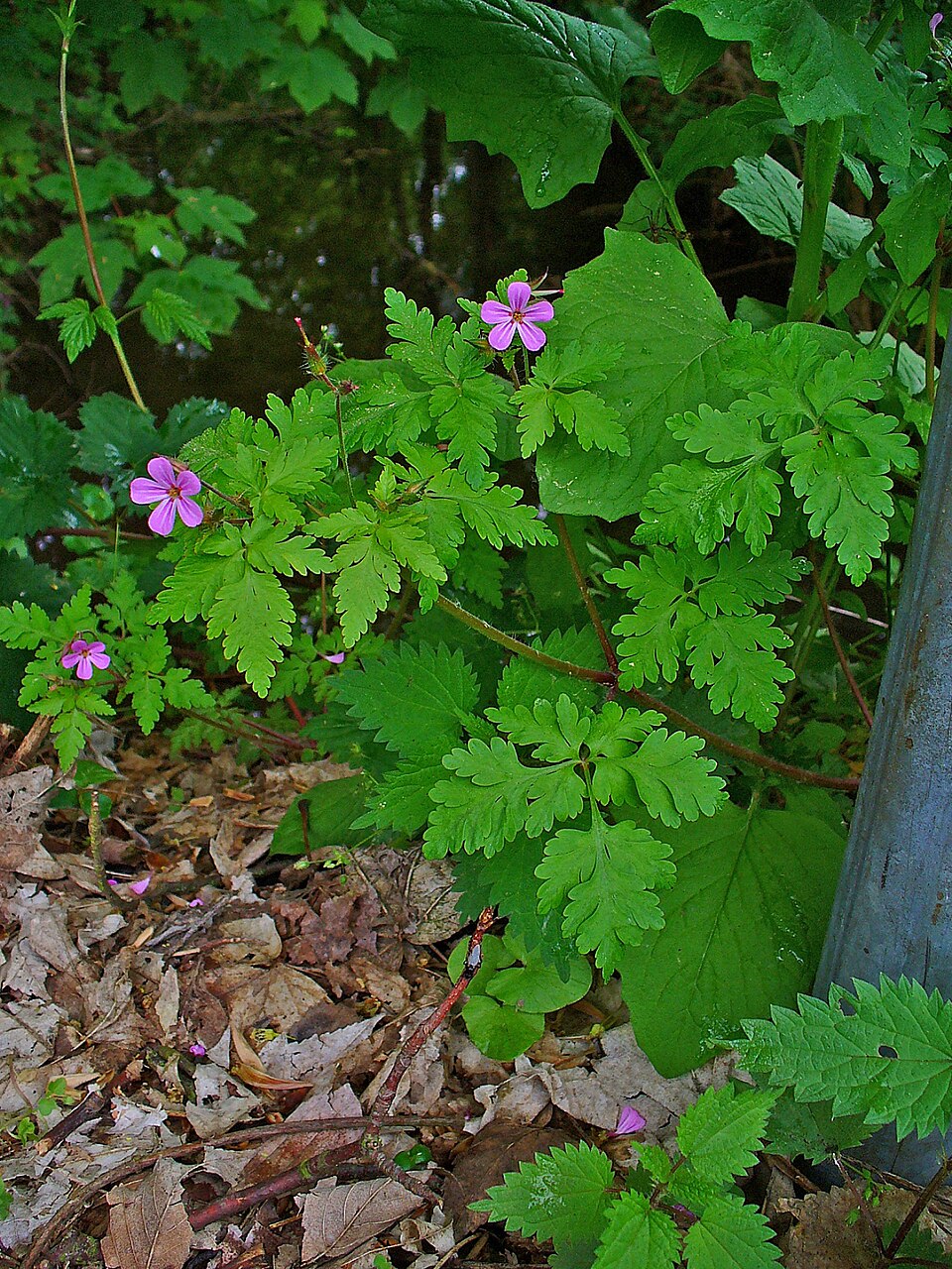 Geranium robertianum (herb-Robert, stinky Bob) (alternate view 10)