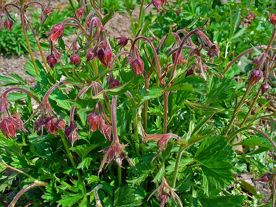 Geum rivale (Water Avens)