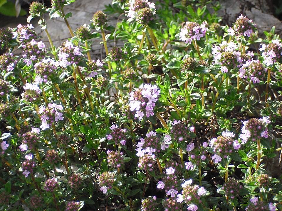 Satureja montana (Winter Savory) (alternate view 7)