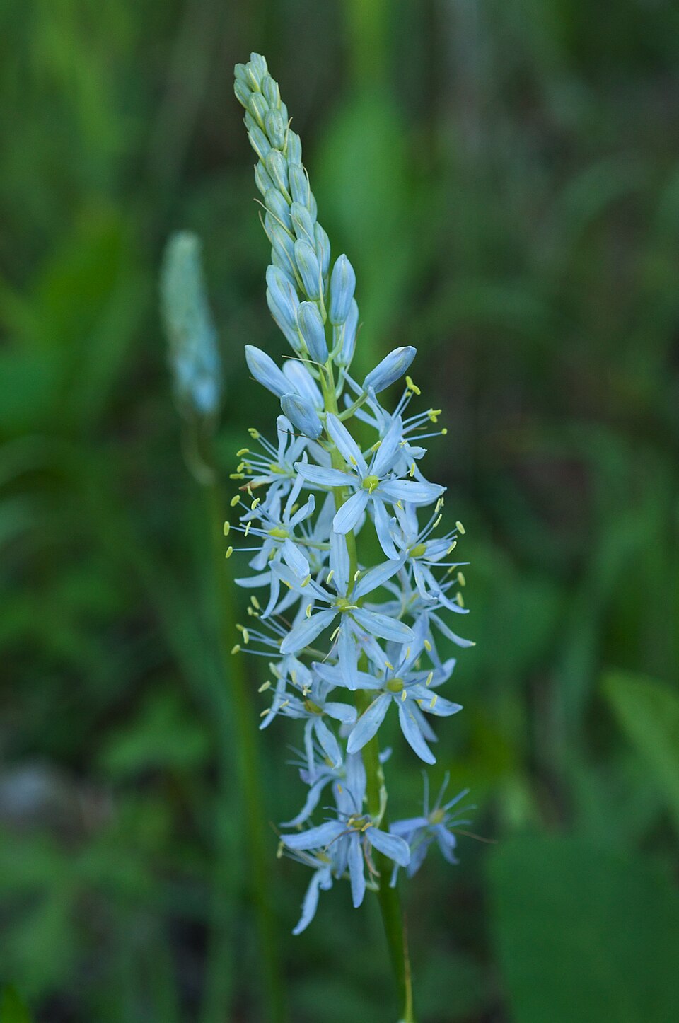 Camassia scilloides (Atlantic camas) (alternate view 2)