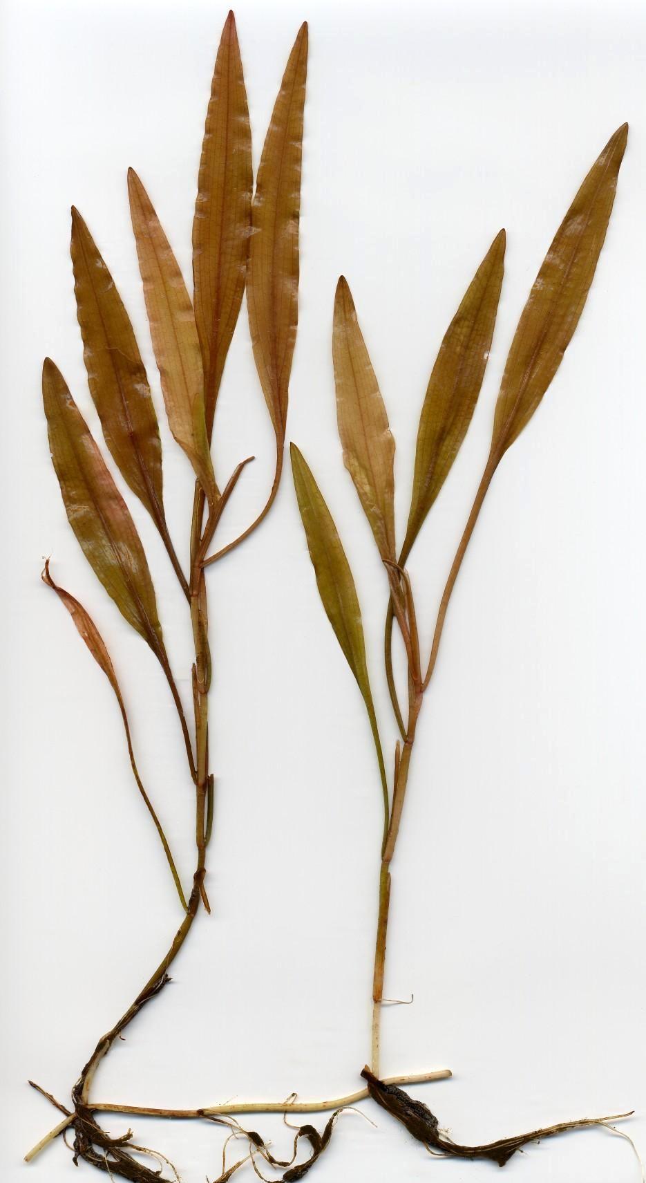 Potamogeton polygonifolius (Bog Pondweed)