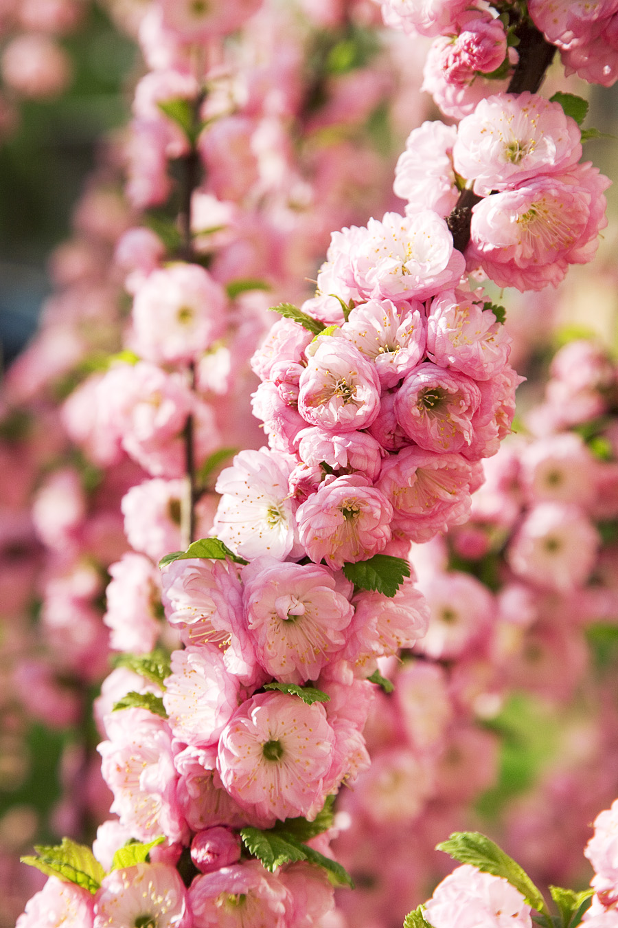 Prunus triloba, Flowering almond — upright deciduous (Rosaceae) (image 1 of 10)