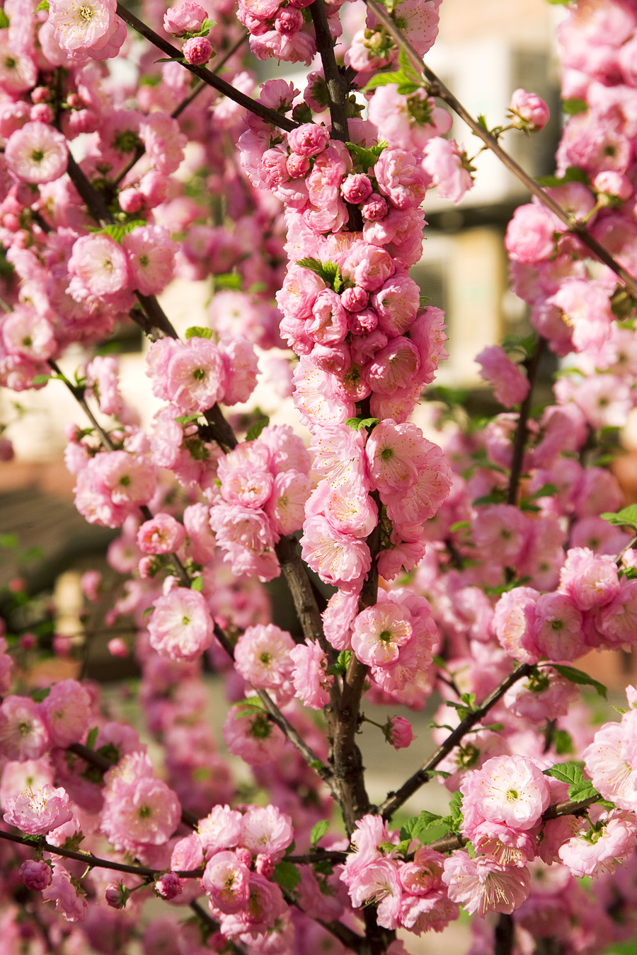 Prunus triloba, Flowering almond — upright deciduous (Rosaceae) (image 2 of 10)