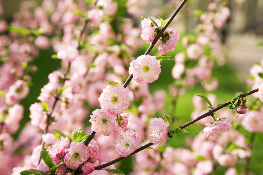 Prunus triloba, Flowering almond — upright deciduous (Rosaceae) (image 3 of 10)