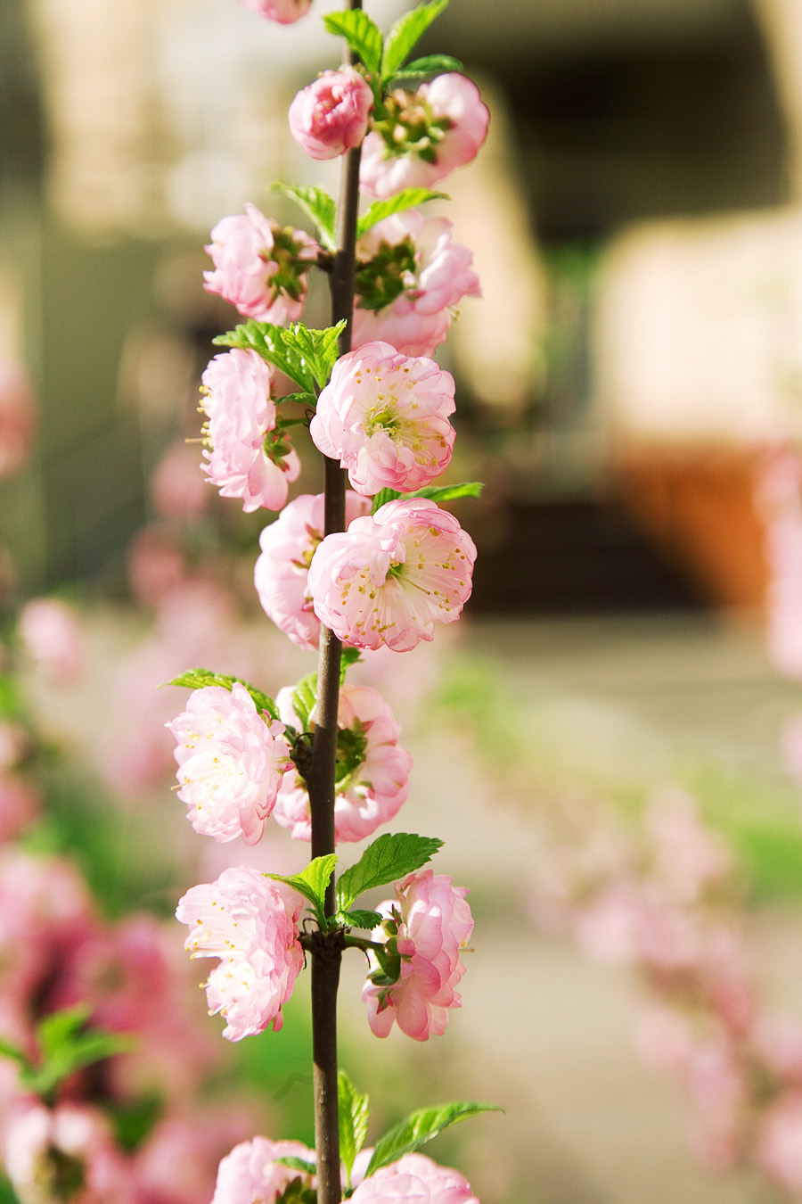 Prunus triloba, Flowering almond — upright deciduous (Rosaceae) (image 4 of 10)