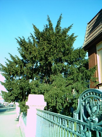 Taxus baccata (English yew) (alternate view 9)