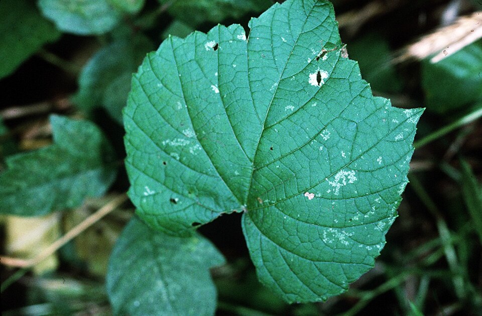 Vitis vulpina (frost grape) (alternate view 6)