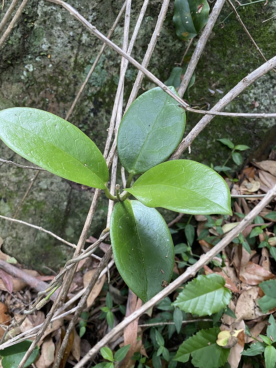 Hoya australis (common waxflower) (alternate view 9)