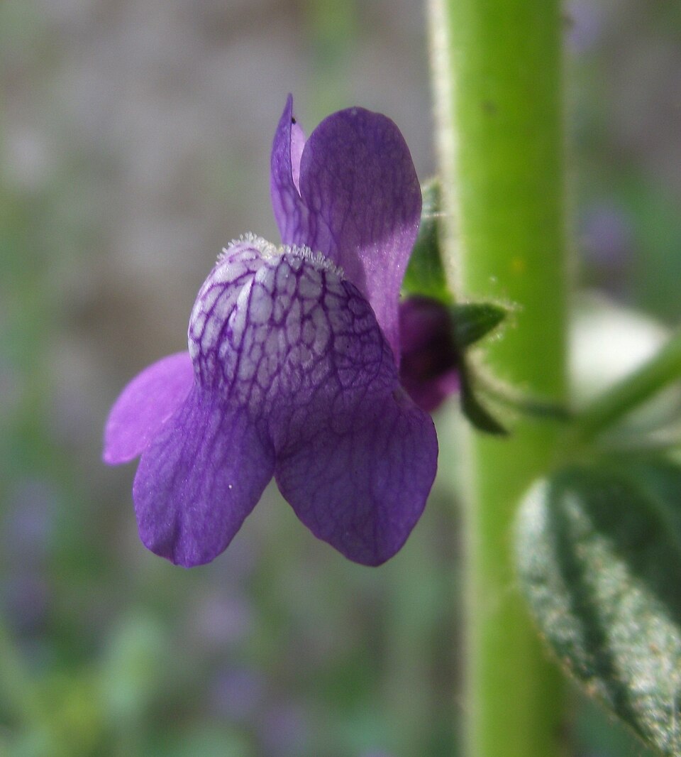 Sairocarpus nuttallianus (Nuttall's Snapdragon) (alternate view 3)