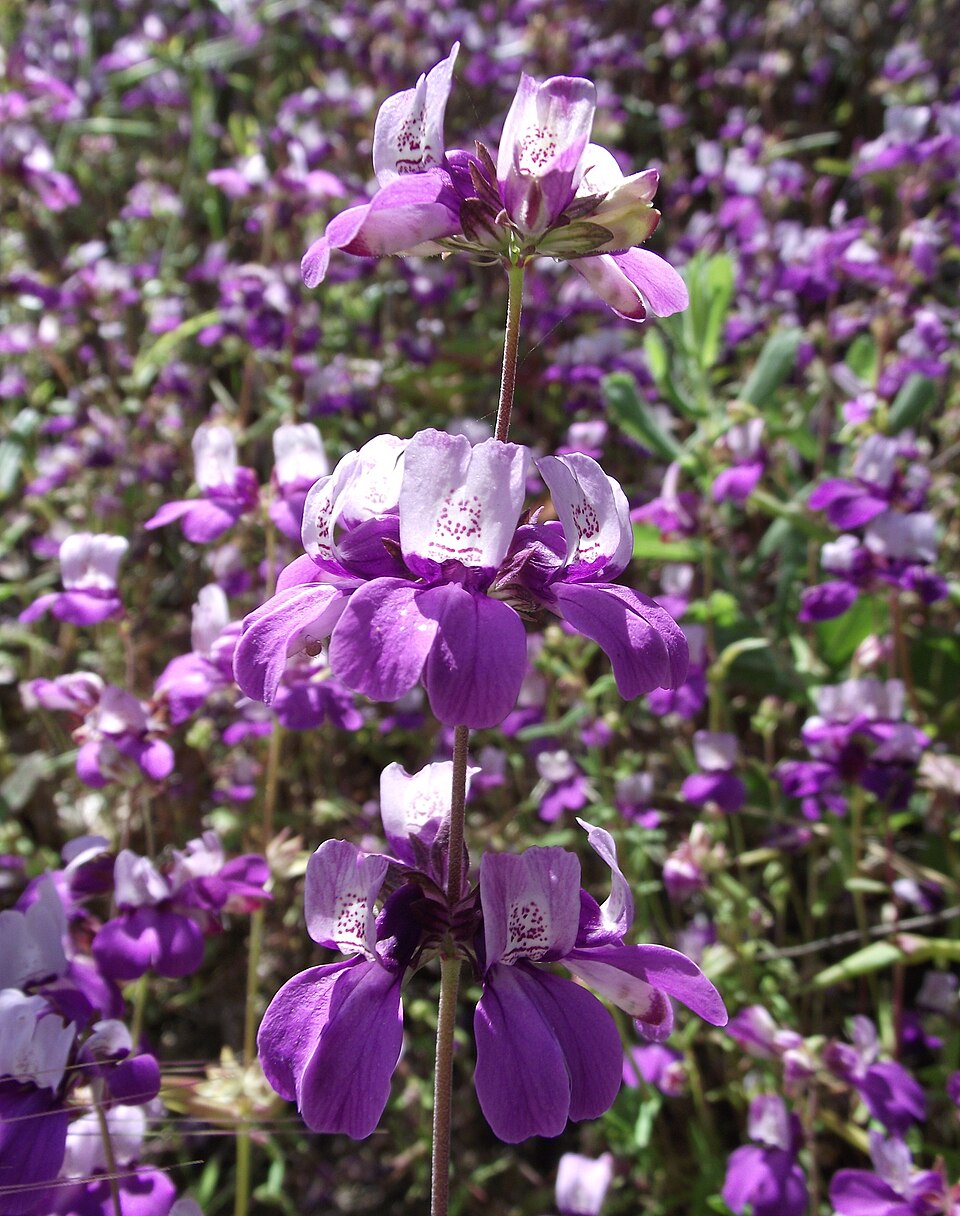 Collinsia heterophylla (Purple Chinese Houses) (alternate view 8)