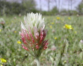 Trifolium incarnatum (crimson clover)