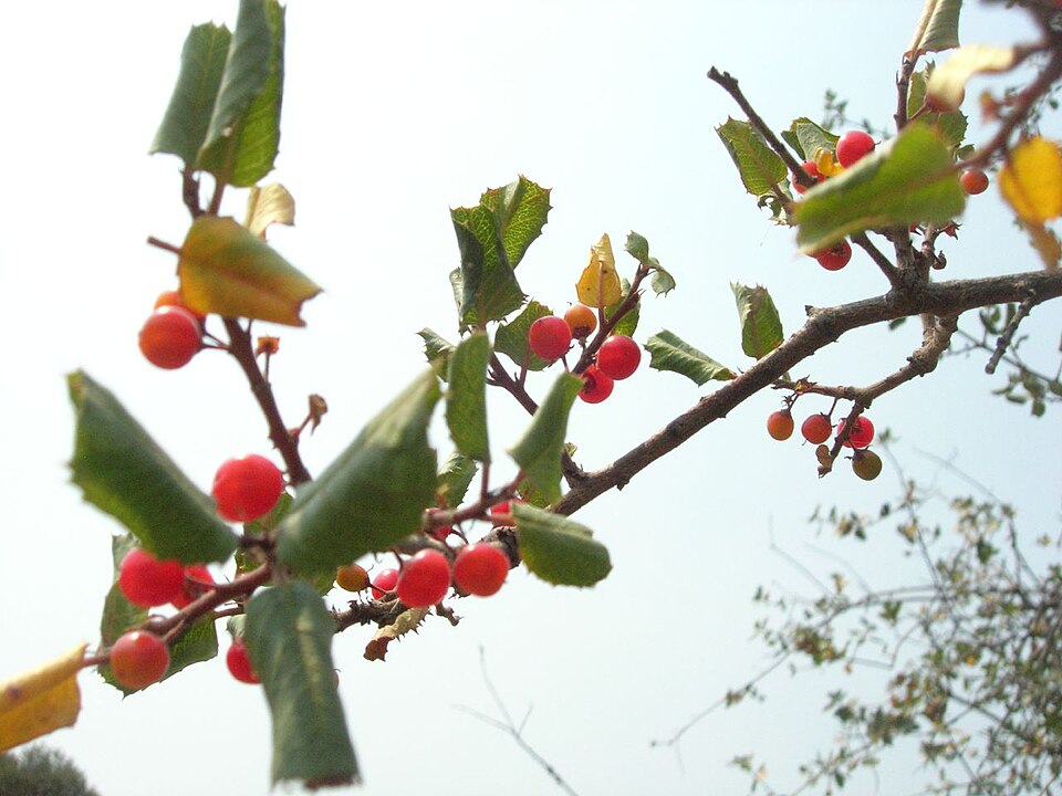 Rhamnus ilicifolia (hollyleaf redberry) (alternate view 7)