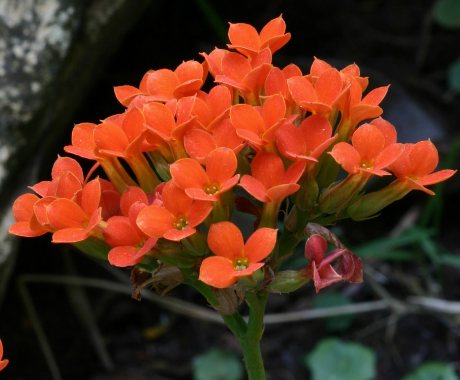Kalanchoe blossfeldiana (Flaming Katy) (alternate view 4)