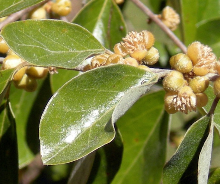 Petalostigma pubescens (quinine bush) (alternate view 4)