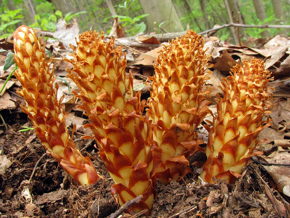 Conopholis americana (American cancer-root)