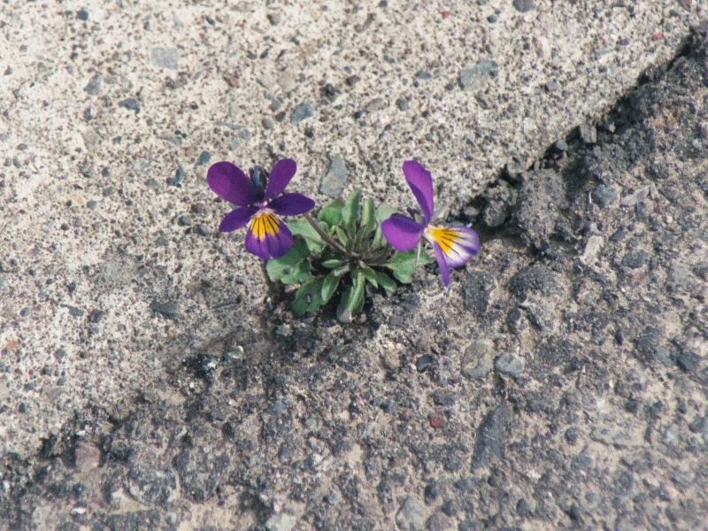 Viola tricolor (Wild Pansy)