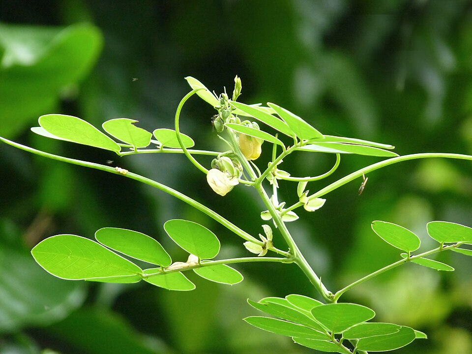 Senna obtusifolia (American Sicklepod) (alternate view 8)