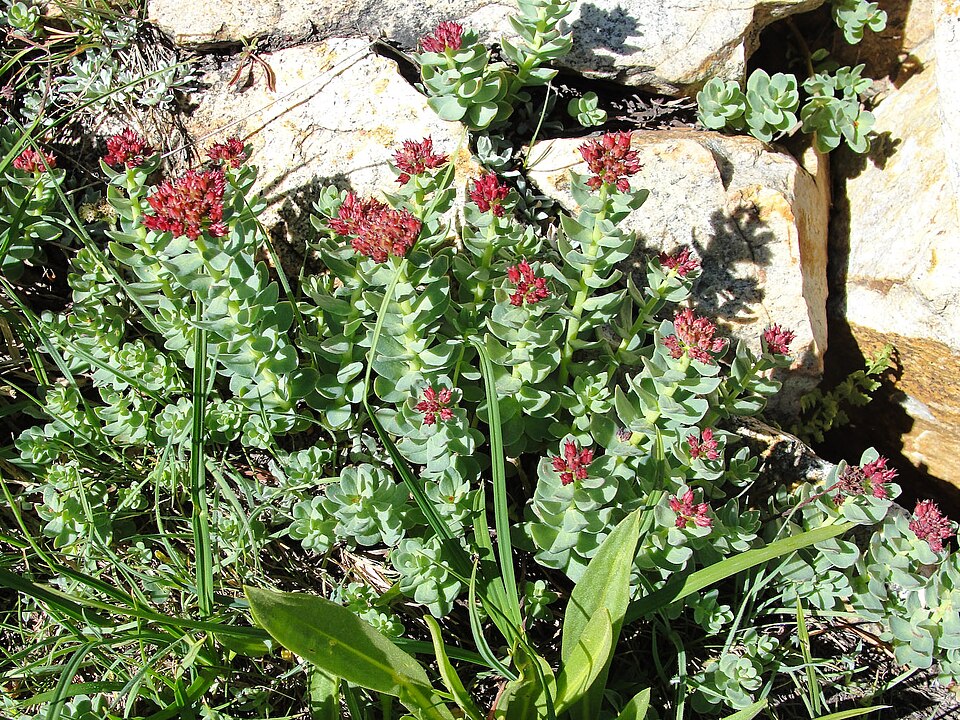 Rhodiola integrifolia (western roseroot) (alternate view 7)