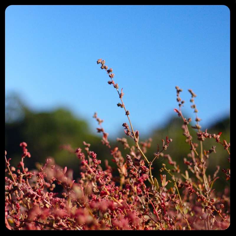 Suaeda maritima (Herbaceous Seepweed)