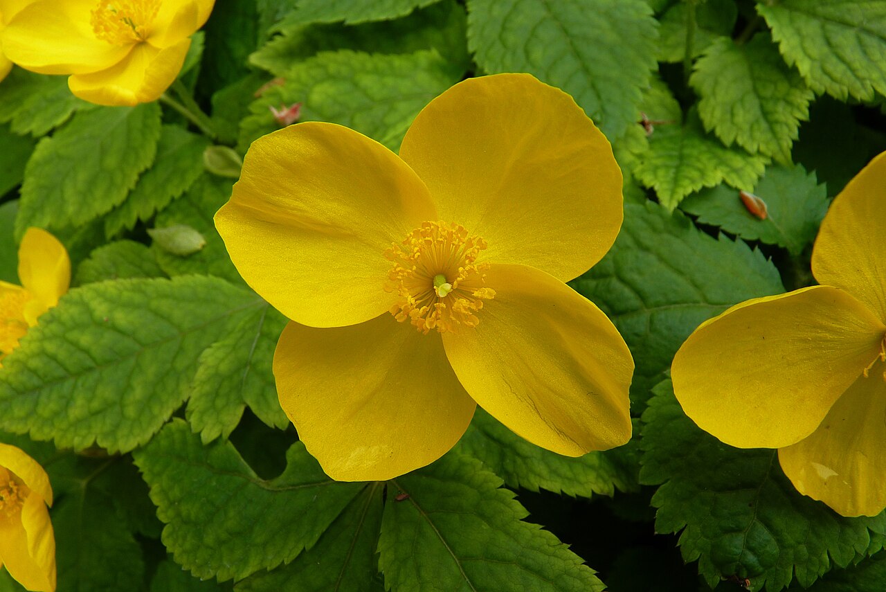 Hylomecon japonica, Japanese wood poppy — spreading deciduous (Papaveraceae) (image 3 of 10)