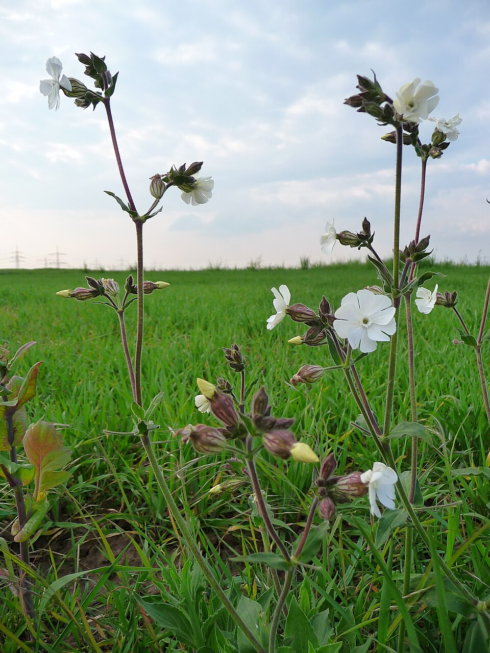 Silene latifolia (white campion)