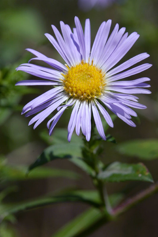 Symphyotrichum novae-angliae (New England aster)