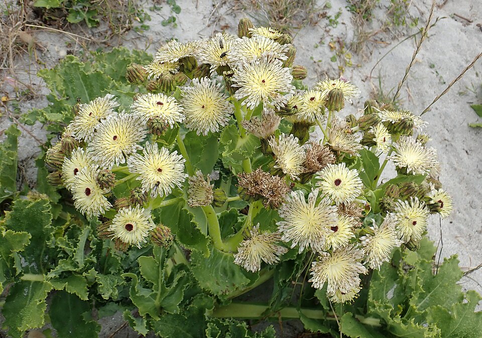 Sonchus (sow thistles) (alternate view 3)