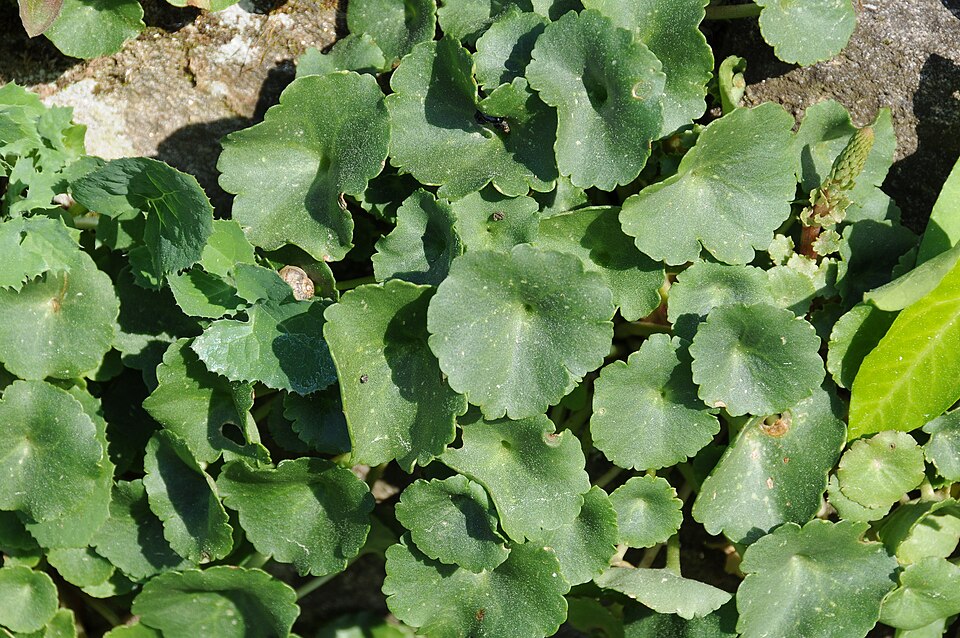 Umbilicus rupestris (Wall Pennywort)