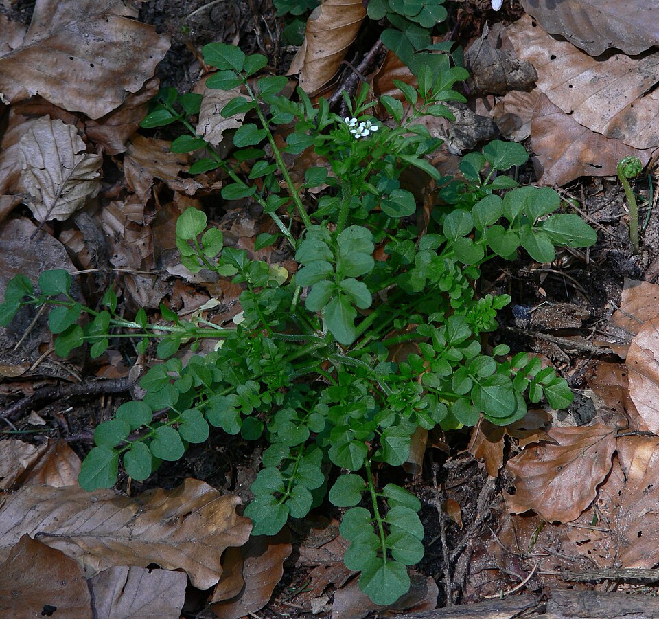 Cardamine flexuosa (wavy bittercress)