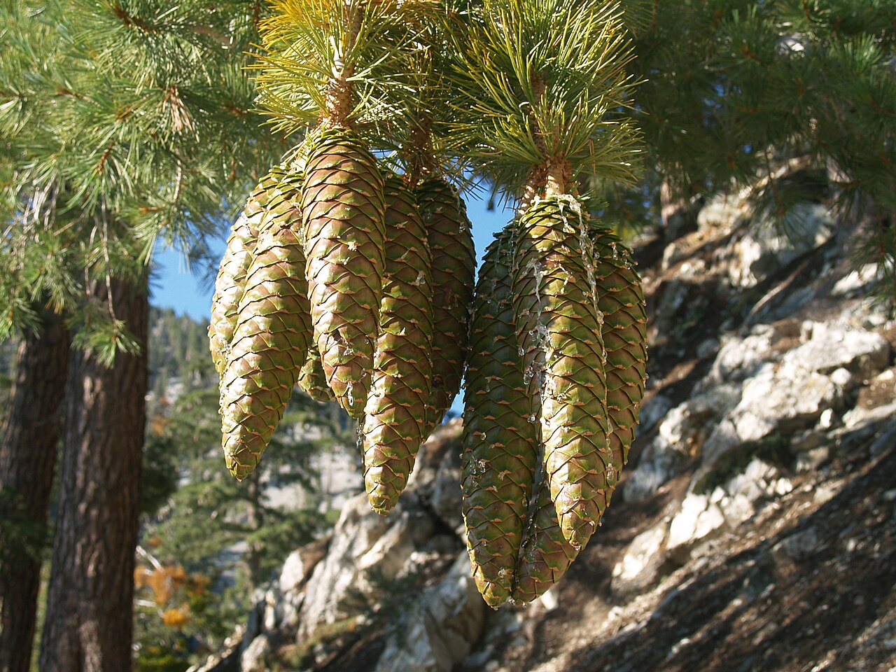 Pinus lambertiana (Sugar Pine)