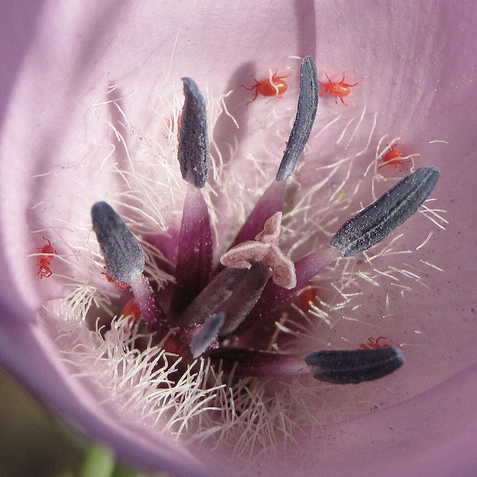 Calochortus splendens (Splendid Mariposa Lily) (alternate view 5)