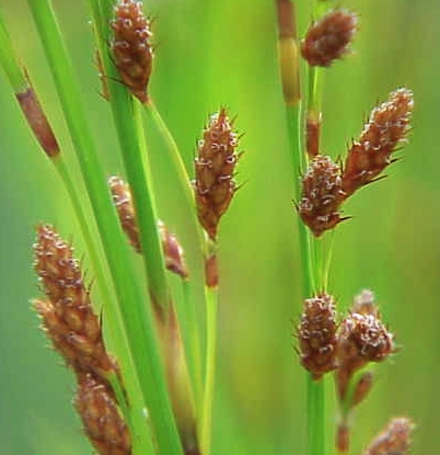 Baloskion tetraphyllum (tassel cord-rush) (alternate view 4)